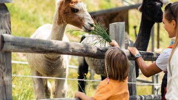 Eine Familie füttert die Lamas im Streichelzoo