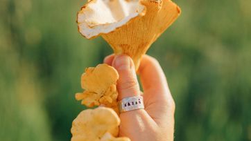 Eine Person hält Pfifferlinge in der Hand