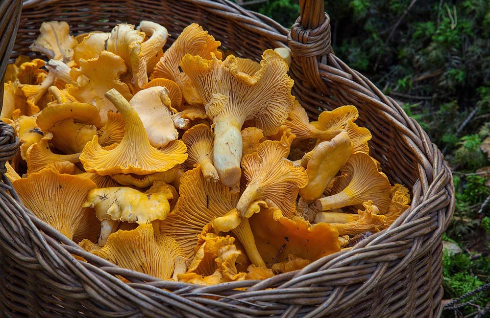 Meditativ und kulinarisch: Pilze sammeln in Sterzing, Pfitsch & Freienfeld